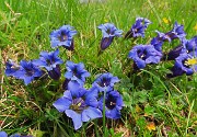 Al Rifugio Capanna 2000 da Alpe Arera ad anello-1GIUGNO25: splendide fioriture !- FOTOGALLERY